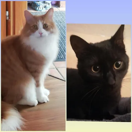 Zum Gebimmel 홈스테이 월데쉬