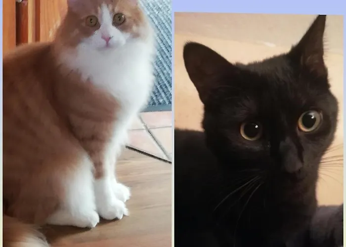 Zum Gebimmel 홈스테이 월데쉬